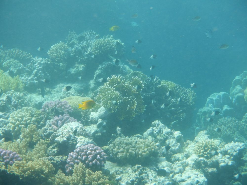 Coral reef