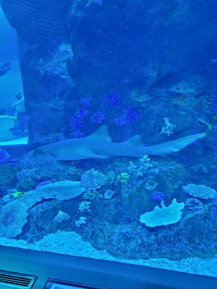 Dubai aquarium