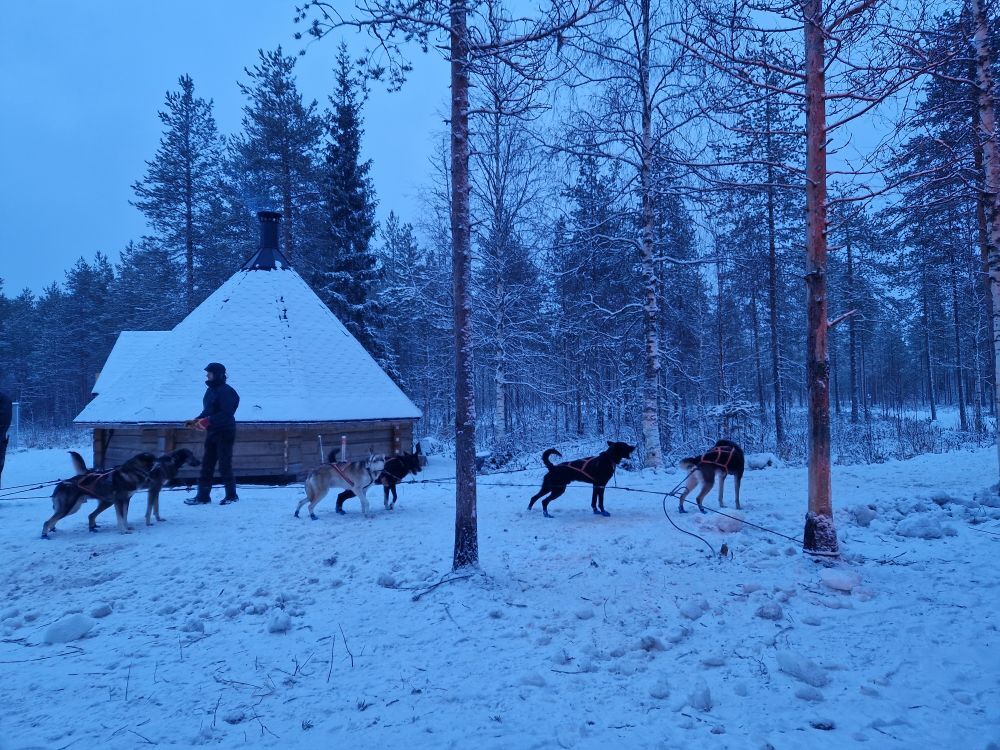 Husky sled