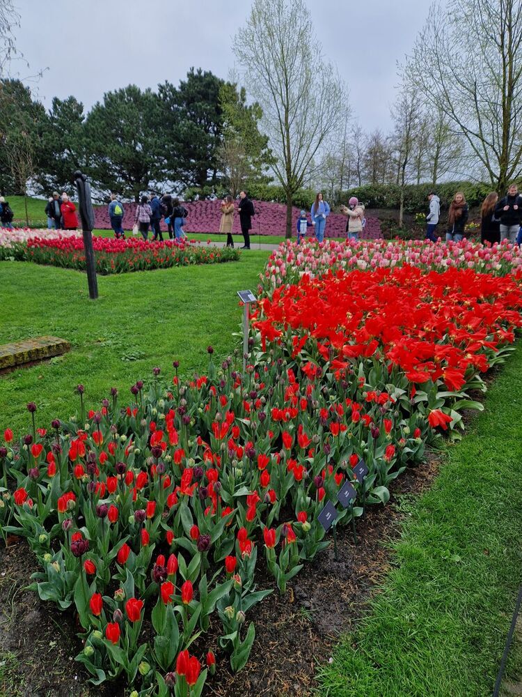 Keukenhof