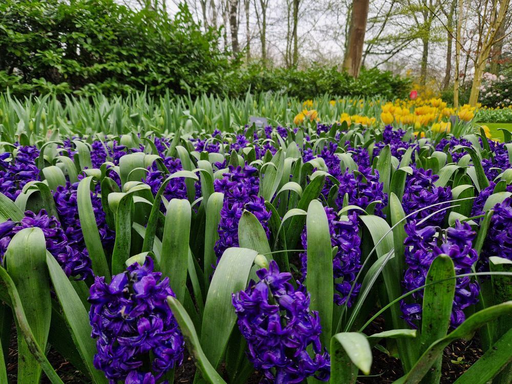 Keukenhof