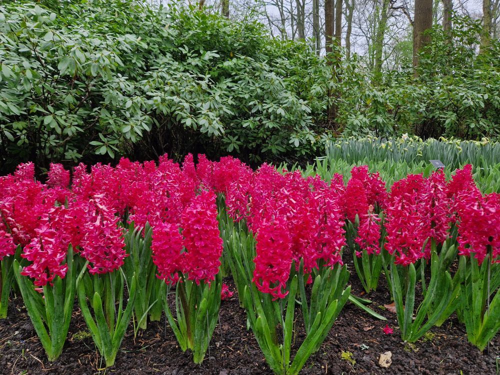 Keukenhof