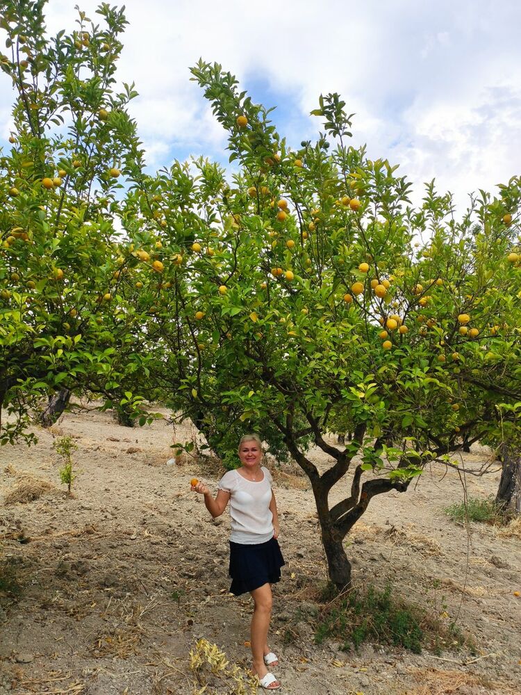 Lemon tree