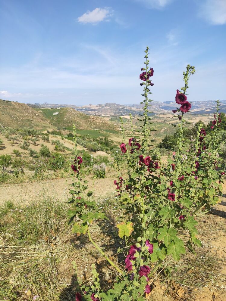 Agrigento