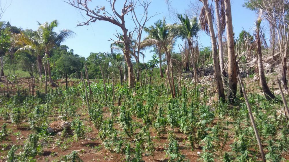 Weed field